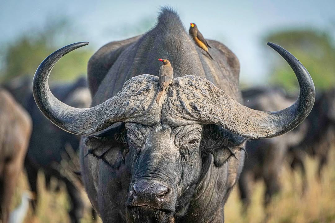 11-Day Tanzania Safari & Cultural Discovery