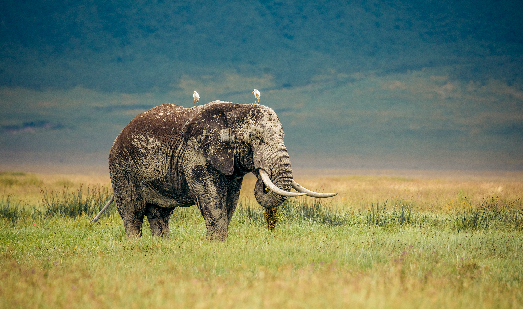4-Day Private Tanzania Safari & Maasai Cultural Tour