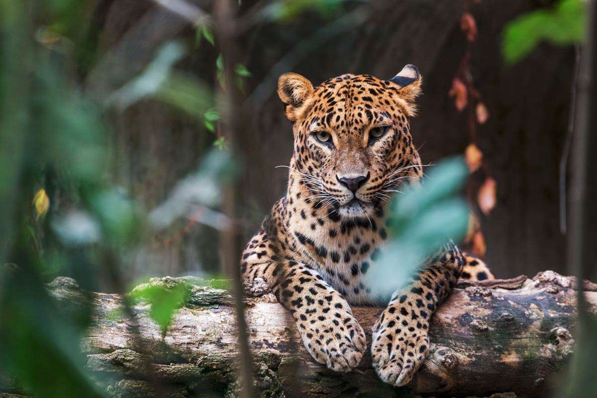 5-Day Northern Tanzania Safari Tour