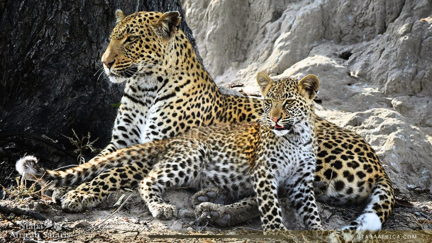 Arusha sightseeing tours 