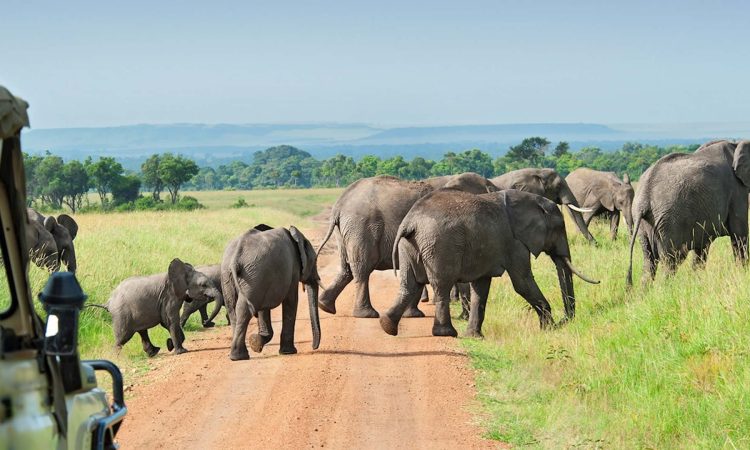  2 Days Private Safari with Walking & River Cruise from Zanzibar