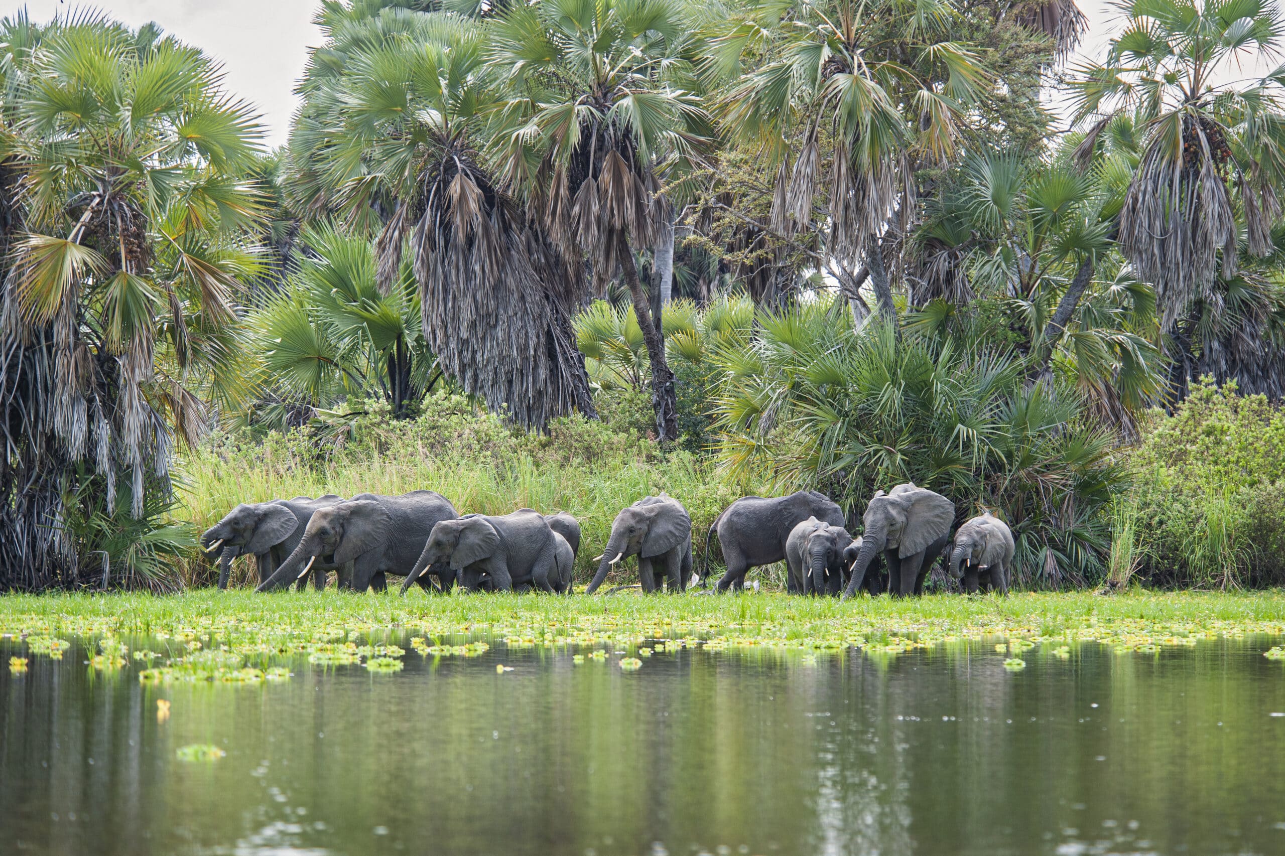 6 Days Luxury Fly-In Safari from Zanzibar to Nyerere & Ruaha National Parks