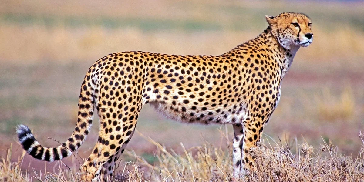 5 Days Luxury Fly-In Safari from Zanzibar to Nyerere & Ruaha National Parks