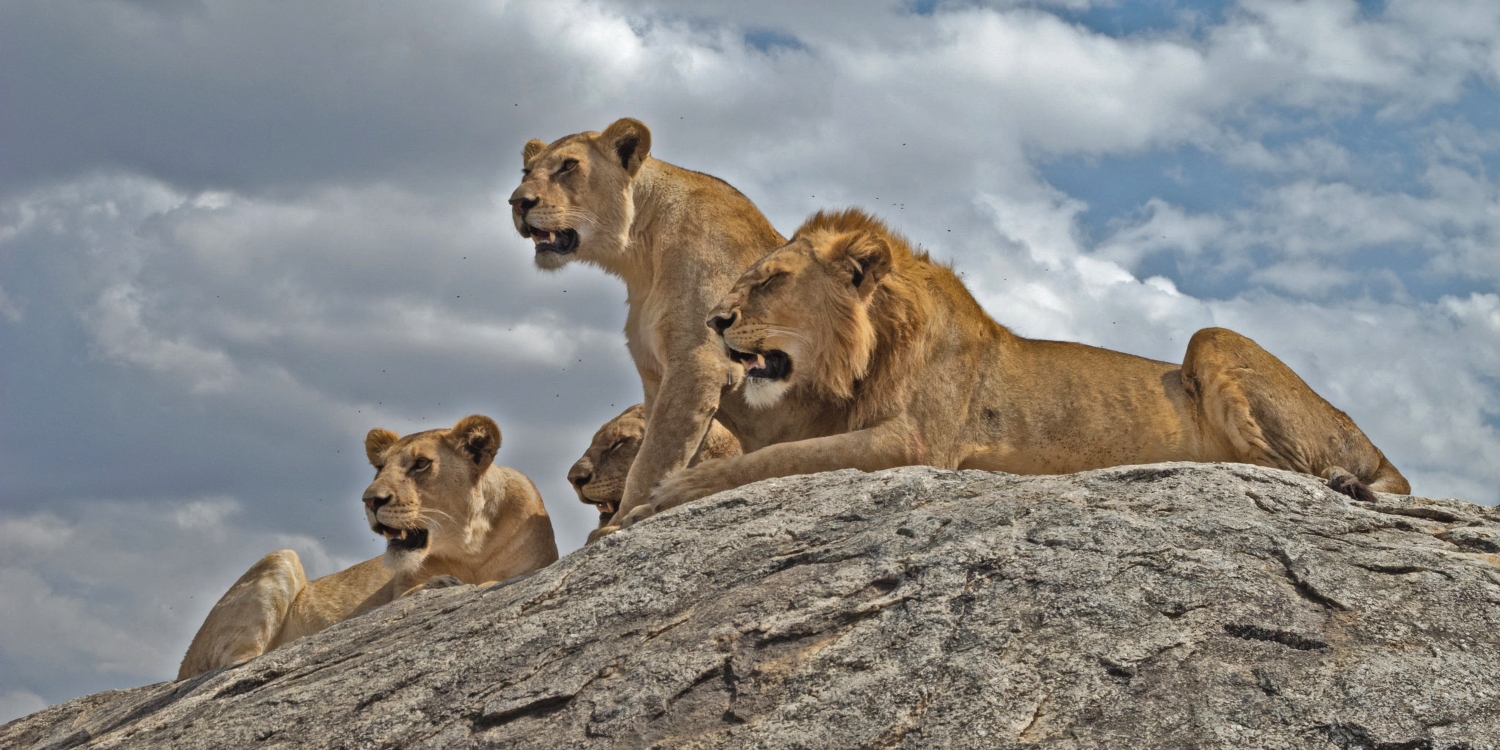 3 Days Luxury Fly-In Safari from Zanzibar to Nyerere National Park (Selous Safari Lodge)