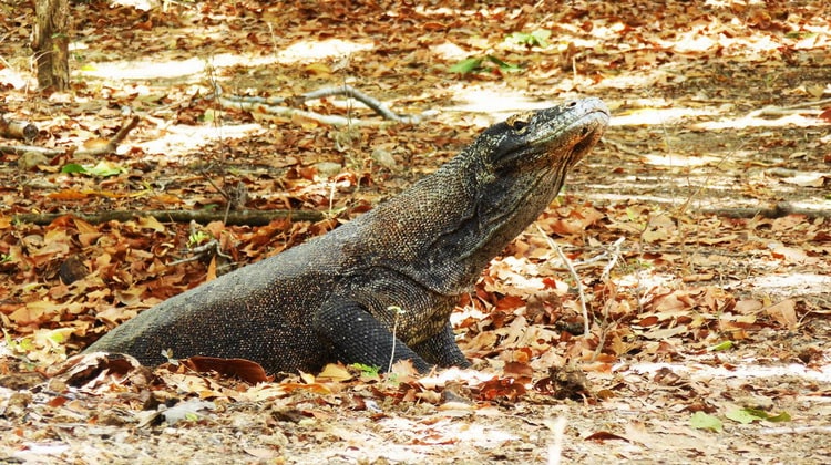 Saanane Island Cultural & Nature Day Trip