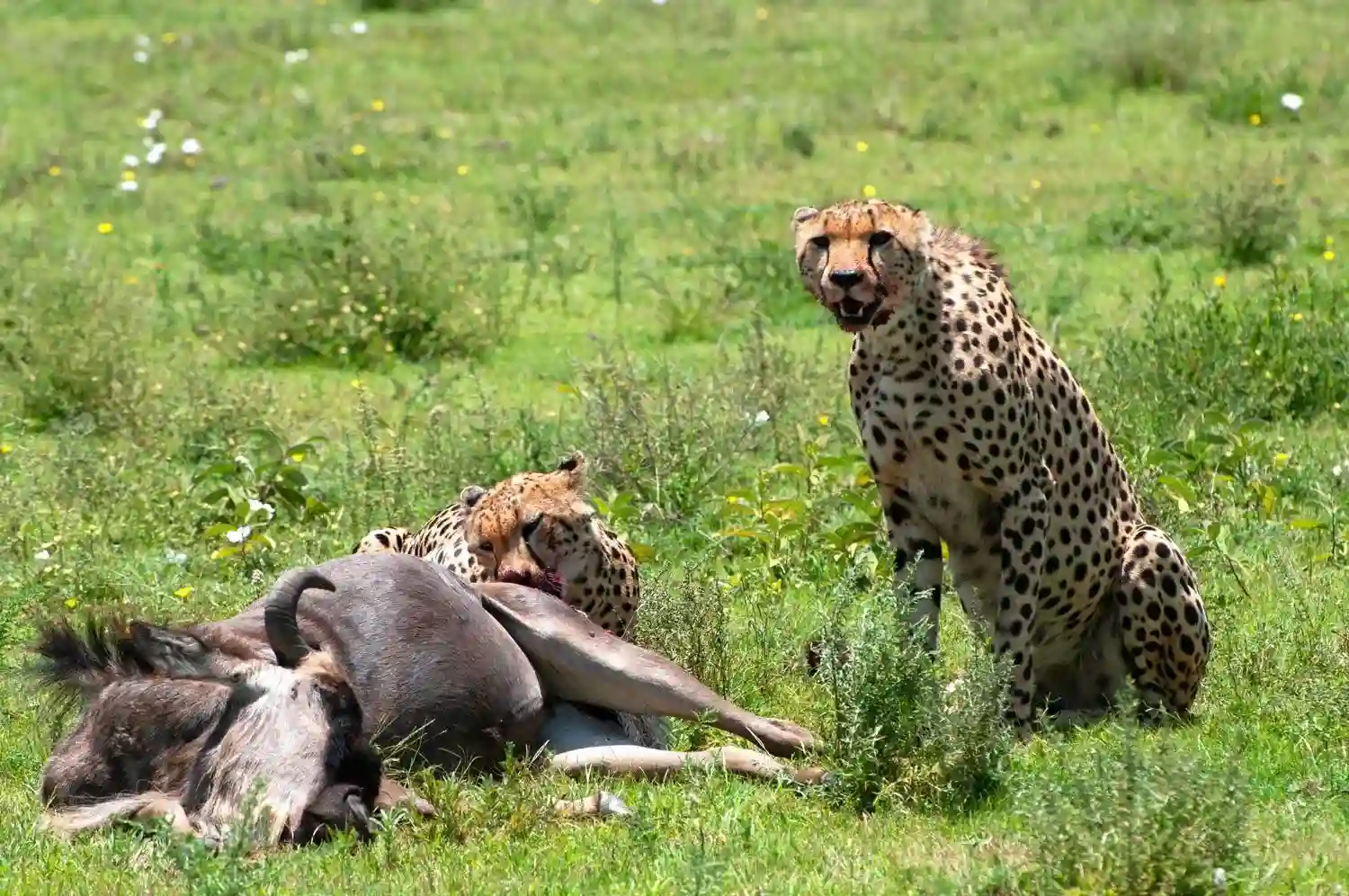 Ndutu predators during calving season 