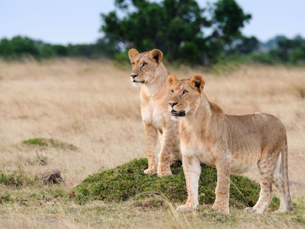 Luxury Tanzania Safari with Private 4x4 Vehicle