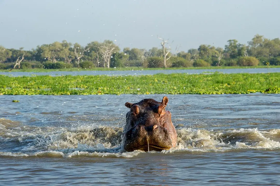 Safari + Boat Ride in Selous