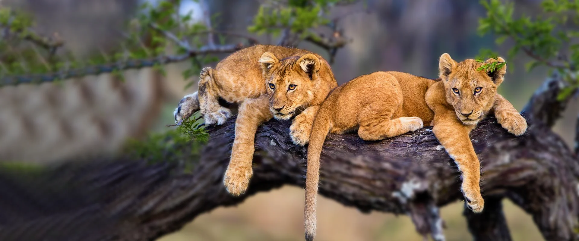 Tanzania adventures from Arusha