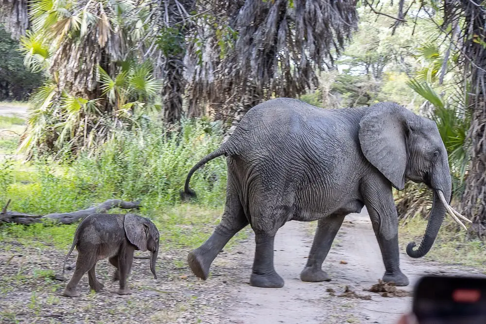 Safari + Boat Ride in Selous
