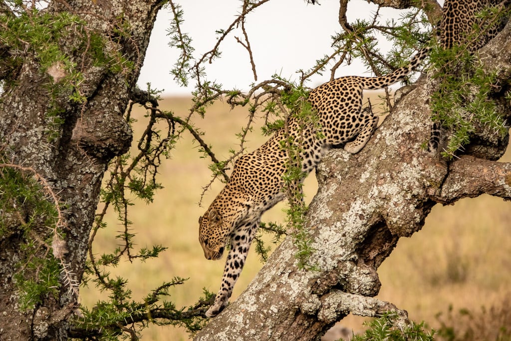 5 Days Northern & Southern Tanzania Safari – Ndutu Migration, Serengeti & Ngorongoro Crater