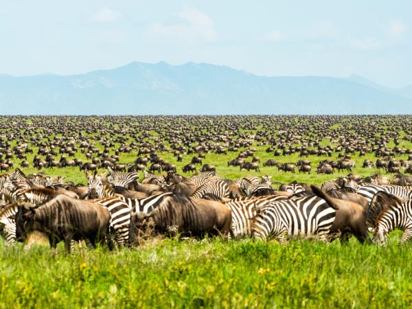 Serengeti Great Migration luxury safari 2026