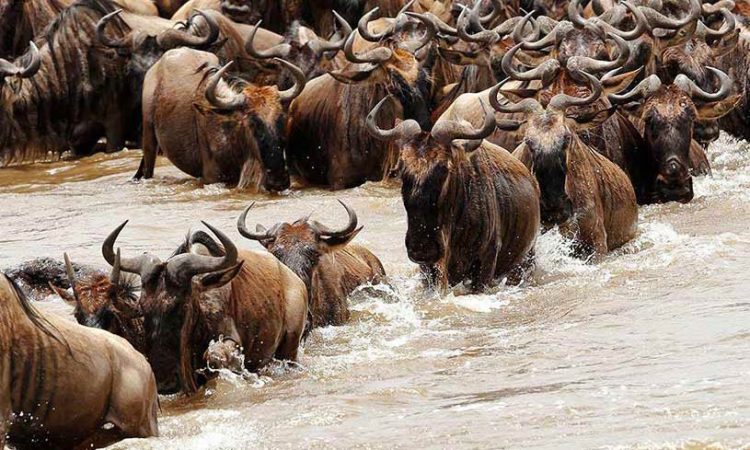 Serengeti Great Migration luxury safari 2026