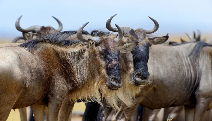10 Days Serengeti Migration Safari Package