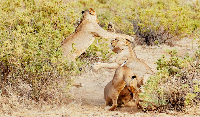 4-Day Private Tanzania Safari & Maasai Cultural Tour