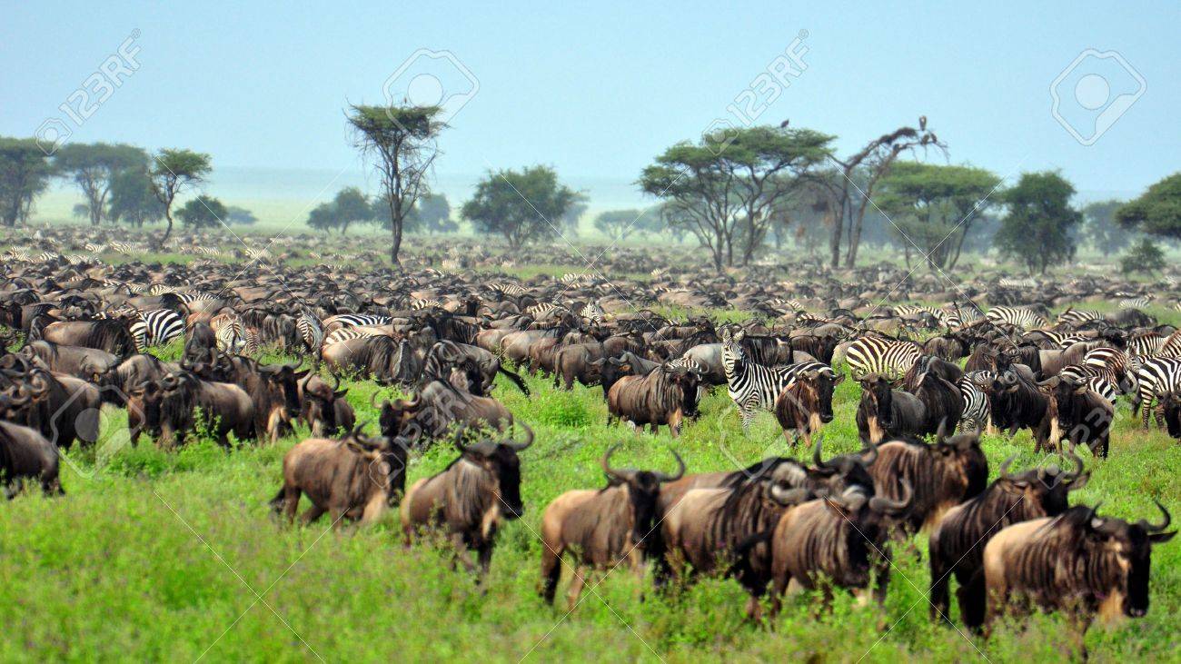 8-Day Serengeti Northern Migration Safari Adventure