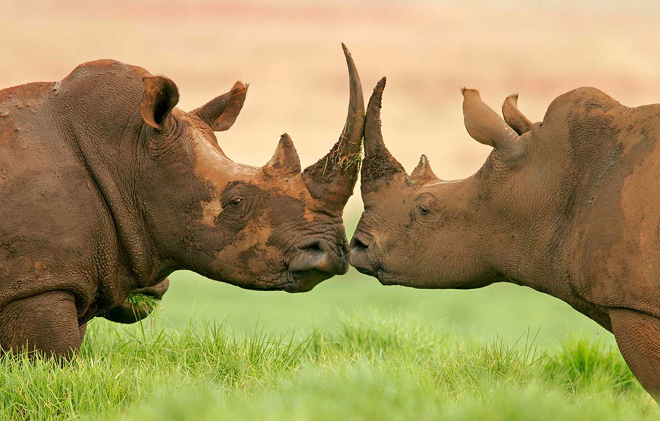 Tanzania Safari 12-Day Expedition