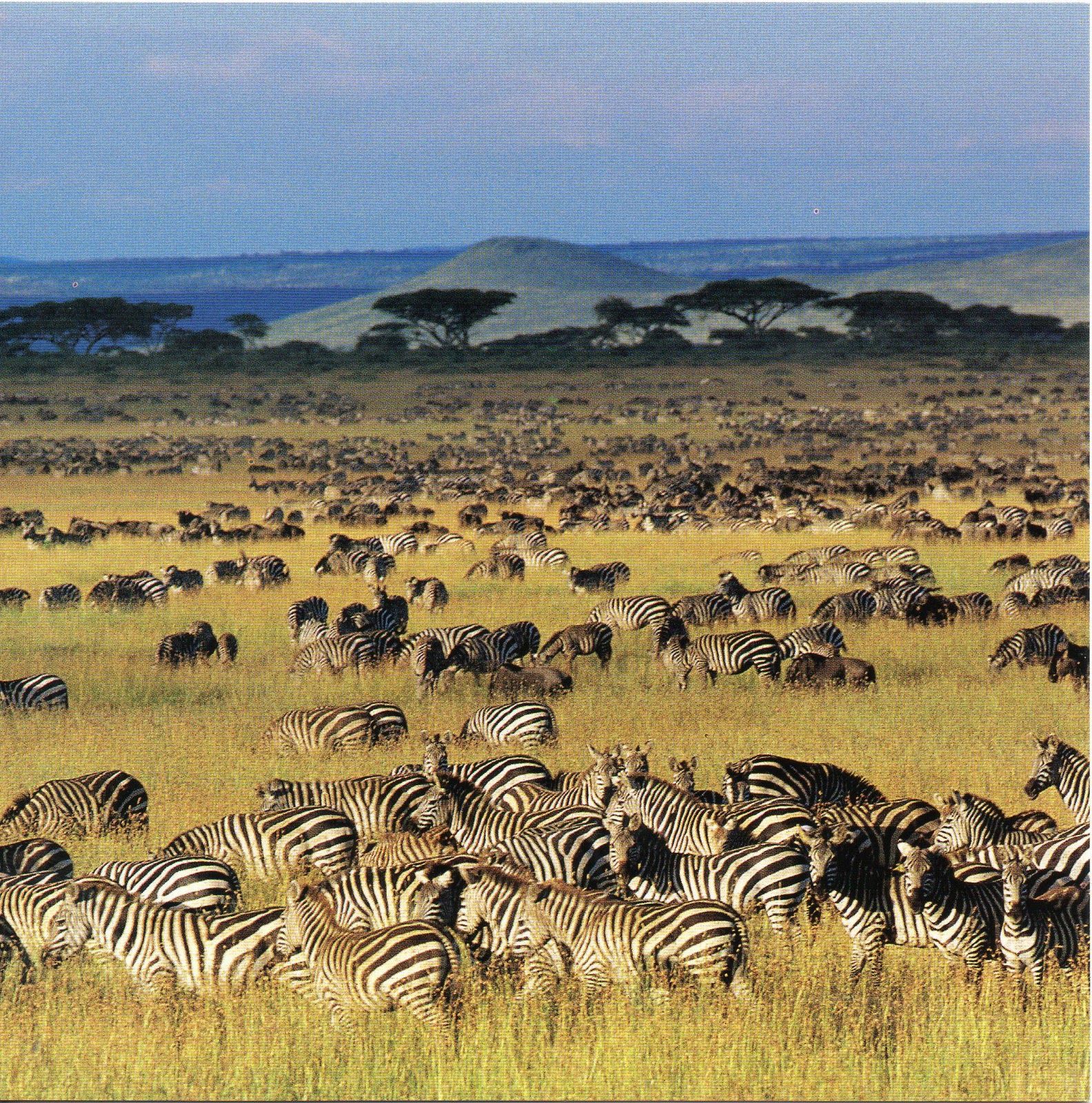 7 Days Luxury Northern & Southern Circuit Tanzania Safari
