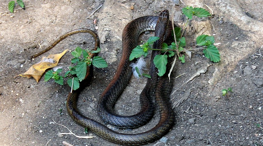 Snake Park + Maasai Museum Combo