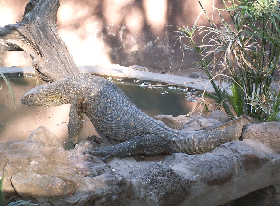 Snake Park + Maasai Museum Combo