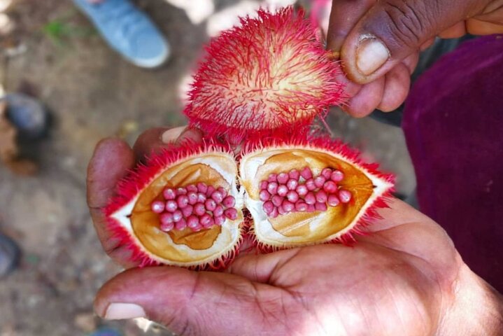 Spice Farm & Market Tour