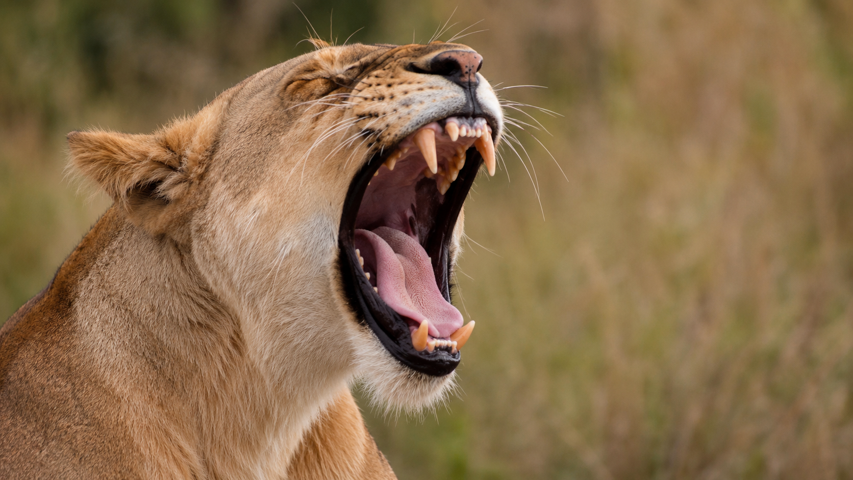 Tanzania June Safari Price Guide | 2027 Safari Costs & Packages