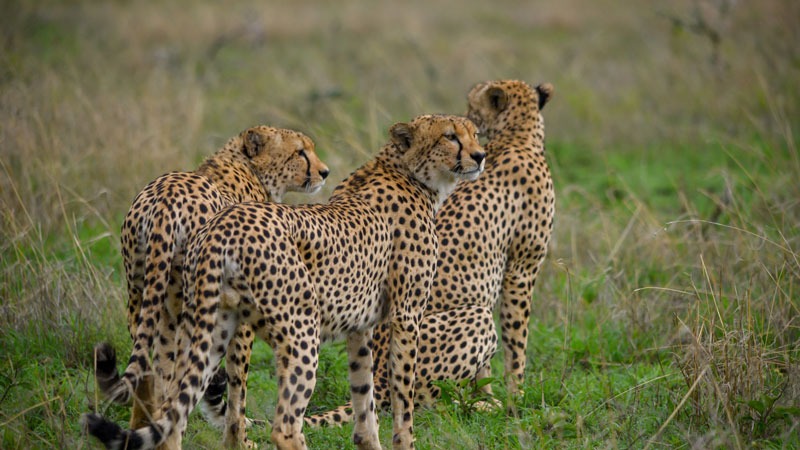 Tanzania Safari FAQs - Planning, Costs, Safety and Best Time to Visit 