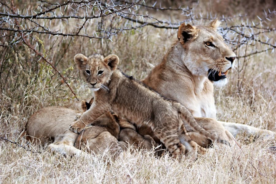 4-Day Tanzania Safari from Zanzibar