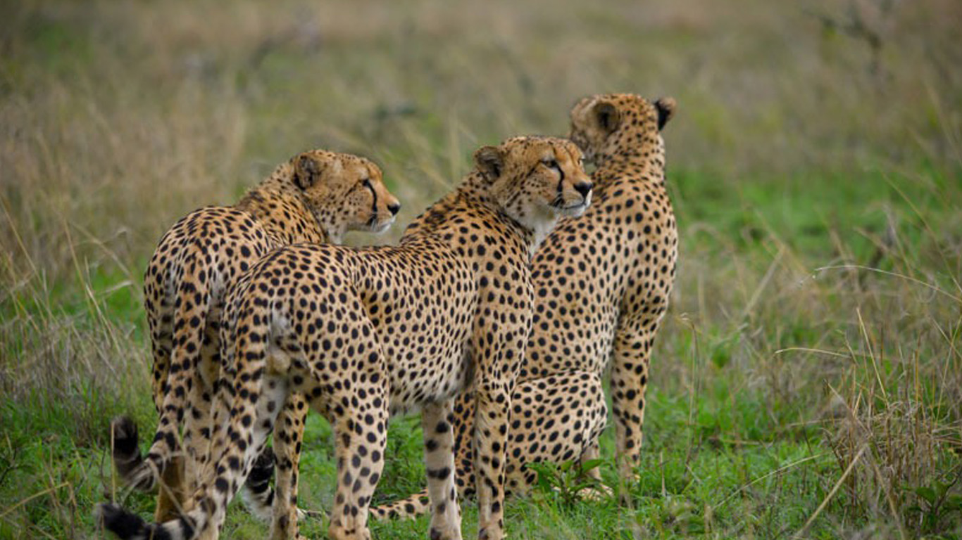 Tanzania Wildlife Safari in May Packages