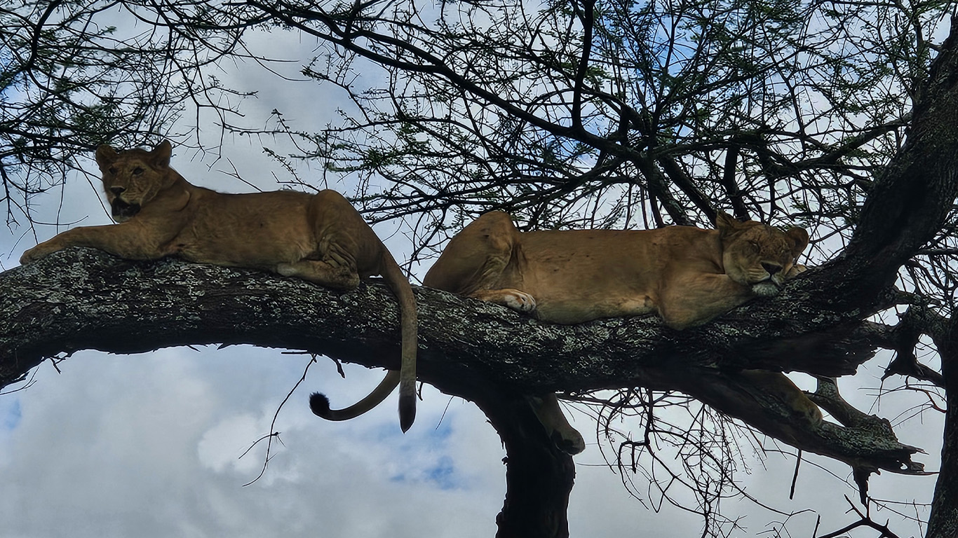 Best Tanzania Safari Packages 2026–2027 (Serengeti & Big Five Tours)