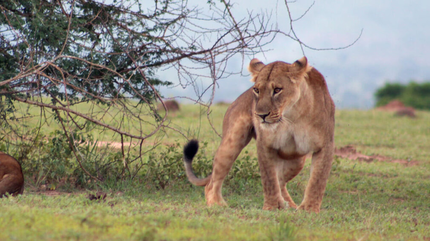 Serengeti migration safari photography tour