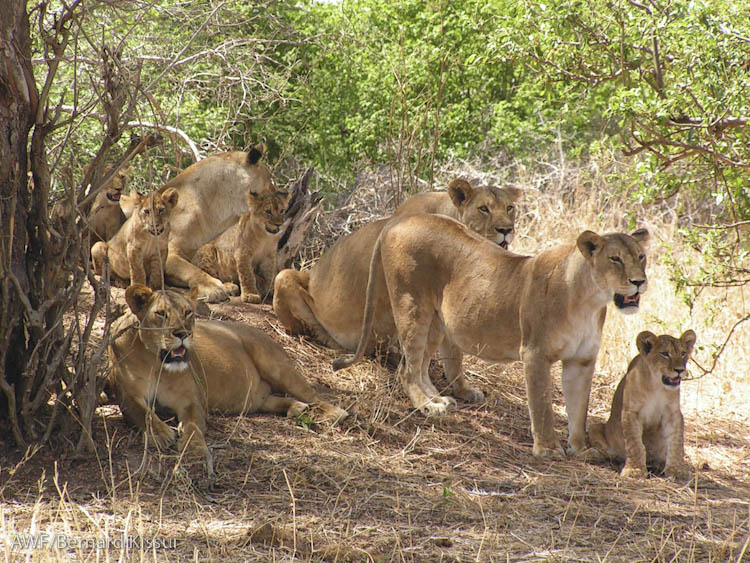Tarangire + Maasai Village Tour