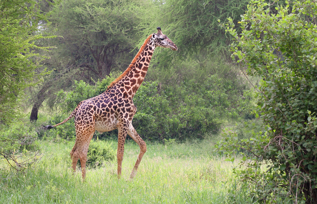 Tarangire + Maasai Village Tour