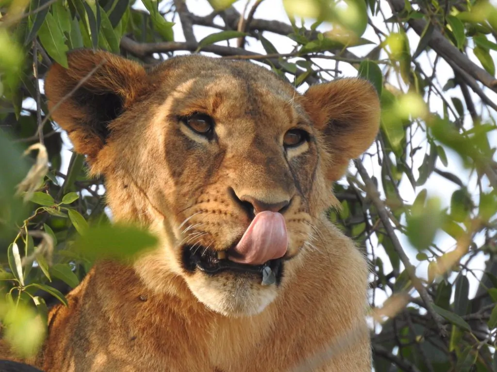 Tarangire + Maasai Village Tour