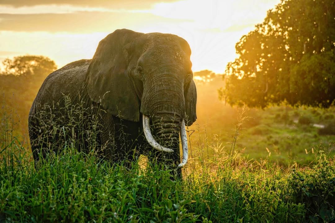5-Day Fly-In Tanzania Safari