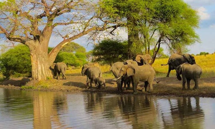Tailor-made Tanzania luxury safari tours