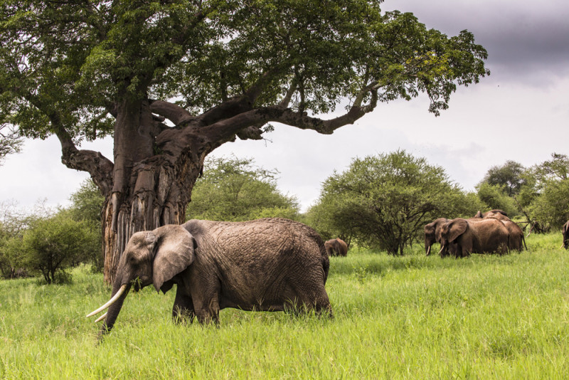 6 Days Luxury Northern & Southern Tanzania Safari