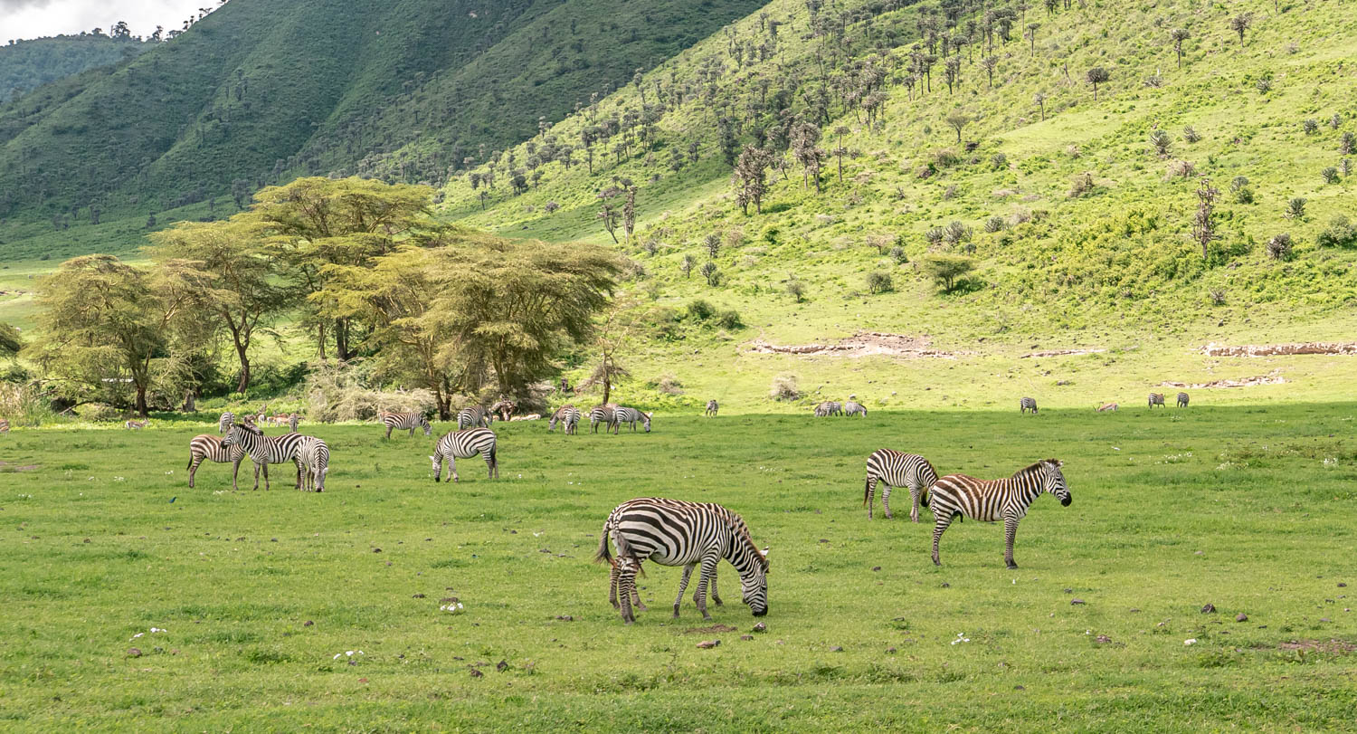 Exclusive 14-Day Tanzania Safari