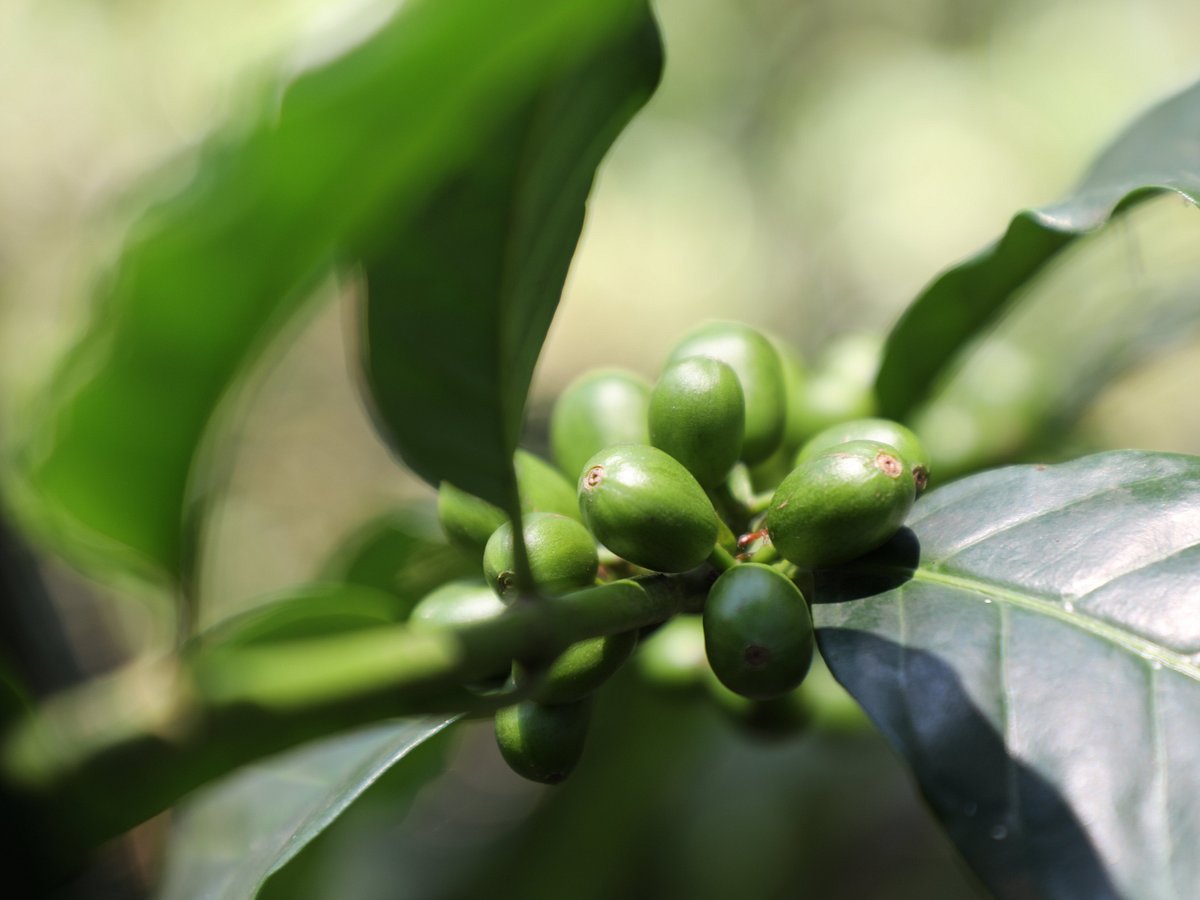 Tengeru Cultural & Coffee Tour