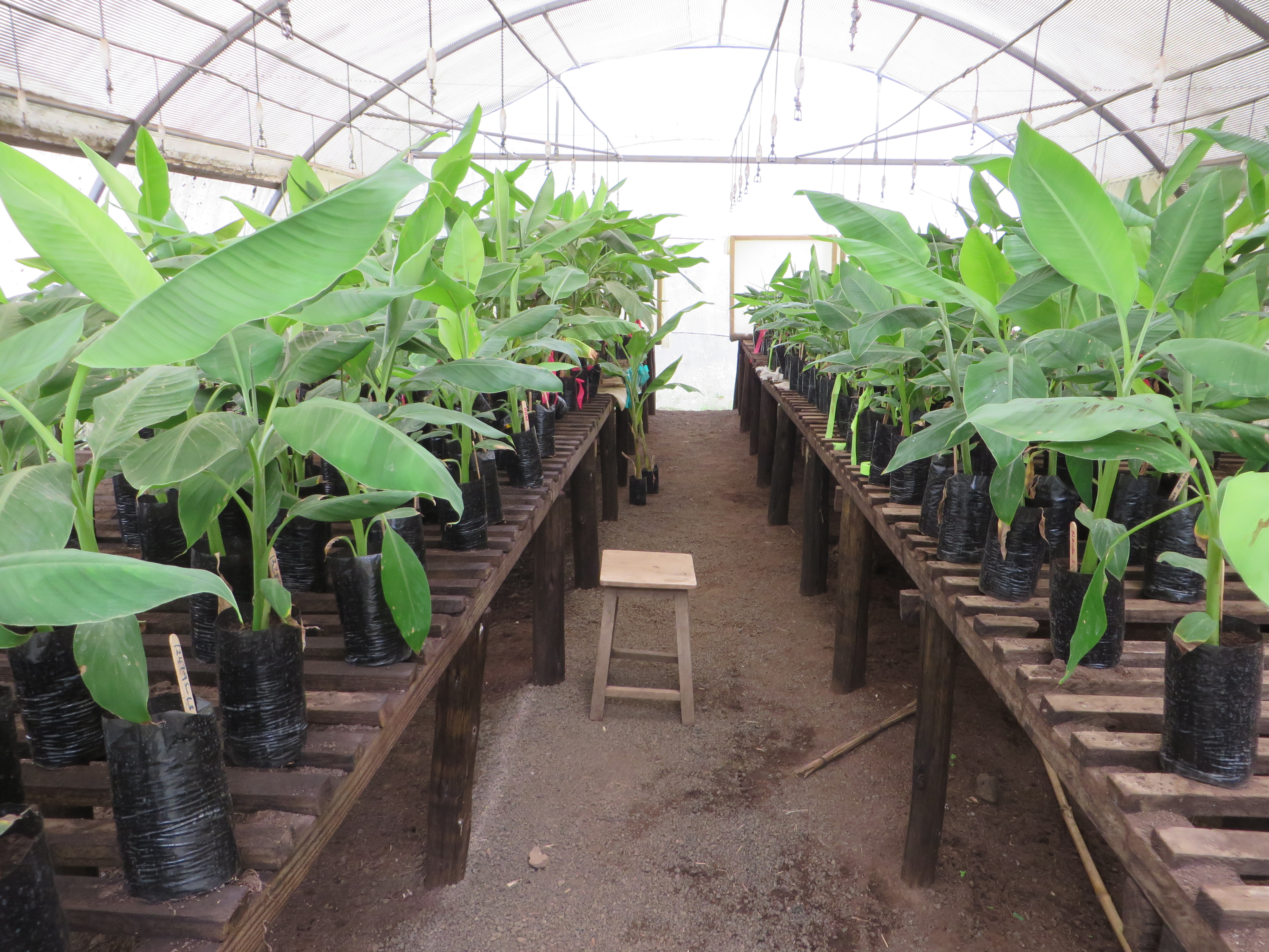 Tengeru Cultural & Coffee Tour