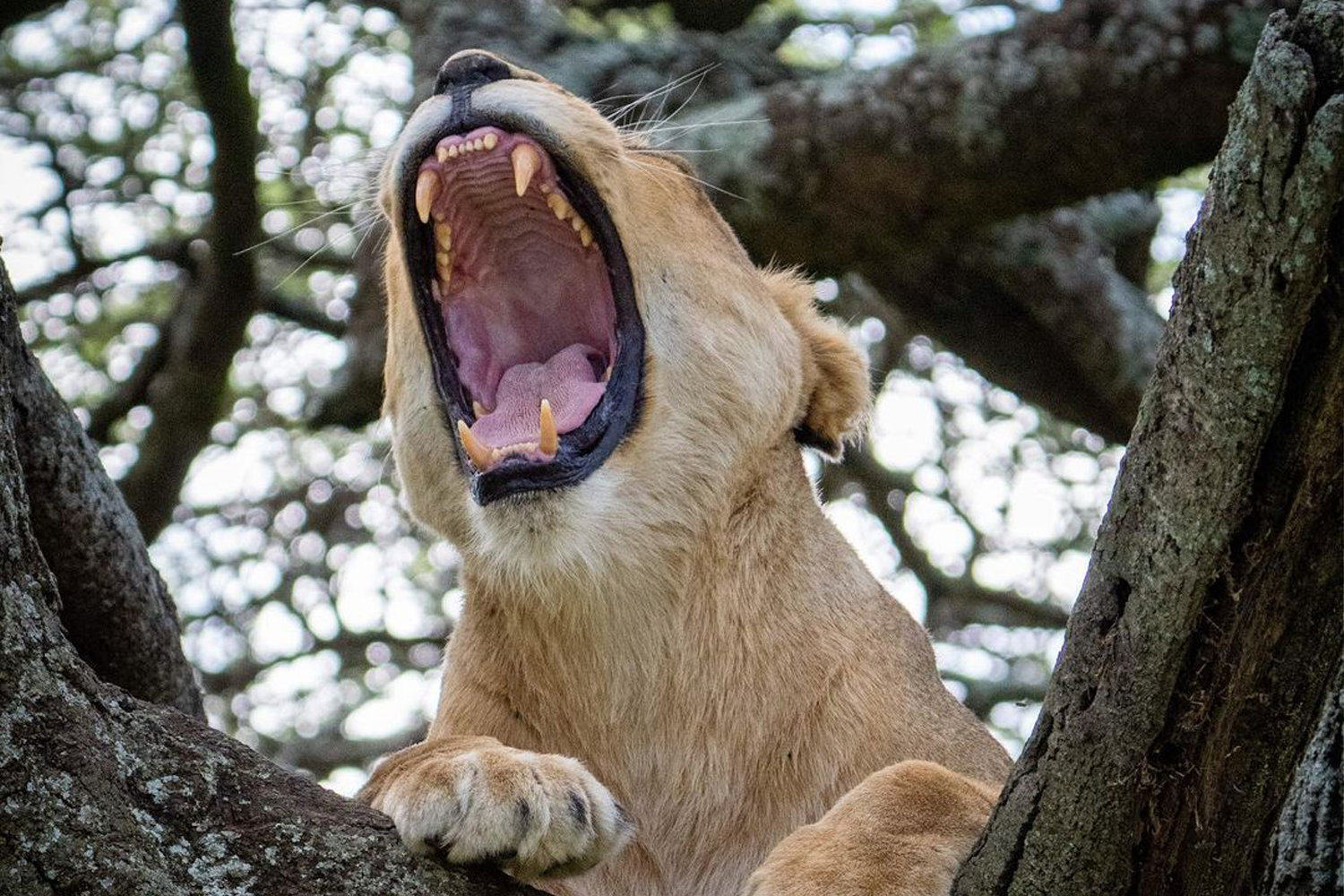 The Best 4 Days Tanzania Safari itinerary