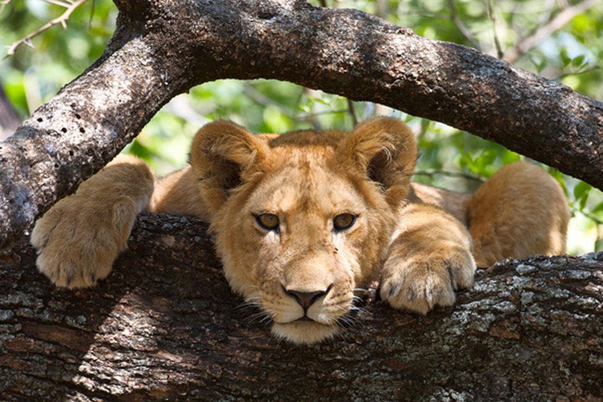 The Best itinerary 5 Days Tanzania Lodge Safari 2024