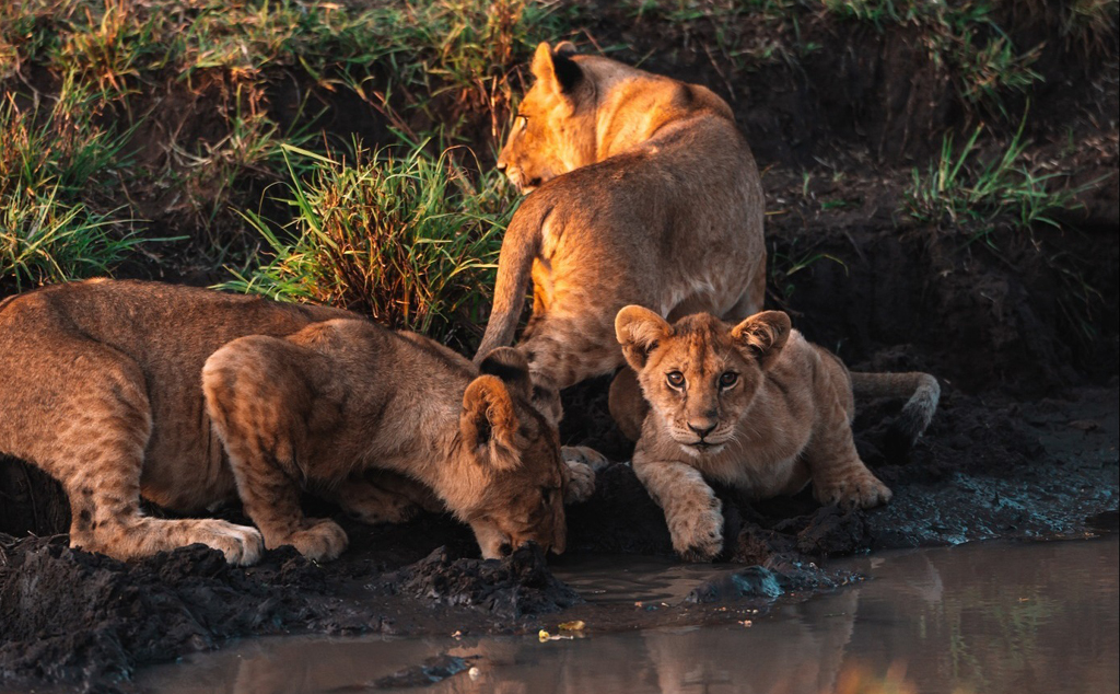 The Greatest 7-Days Tanzania Wildlife Safari 2024-2025