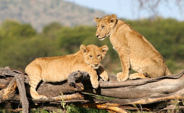 Arusha National Park safari cost