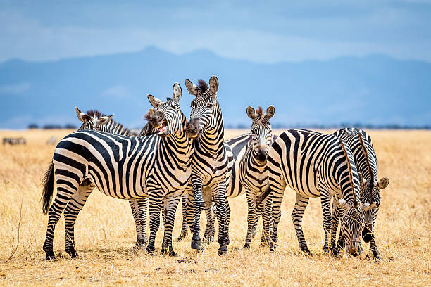 6-Day Tanzania Safari Adventure