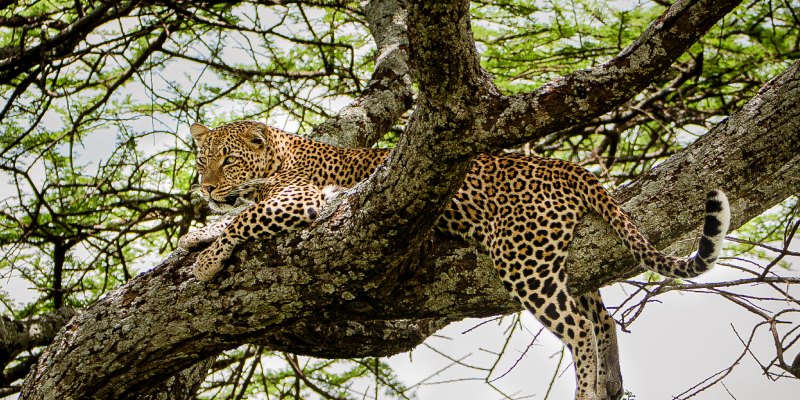 Ultimate 6-Day Tanzania Wildlife Tour