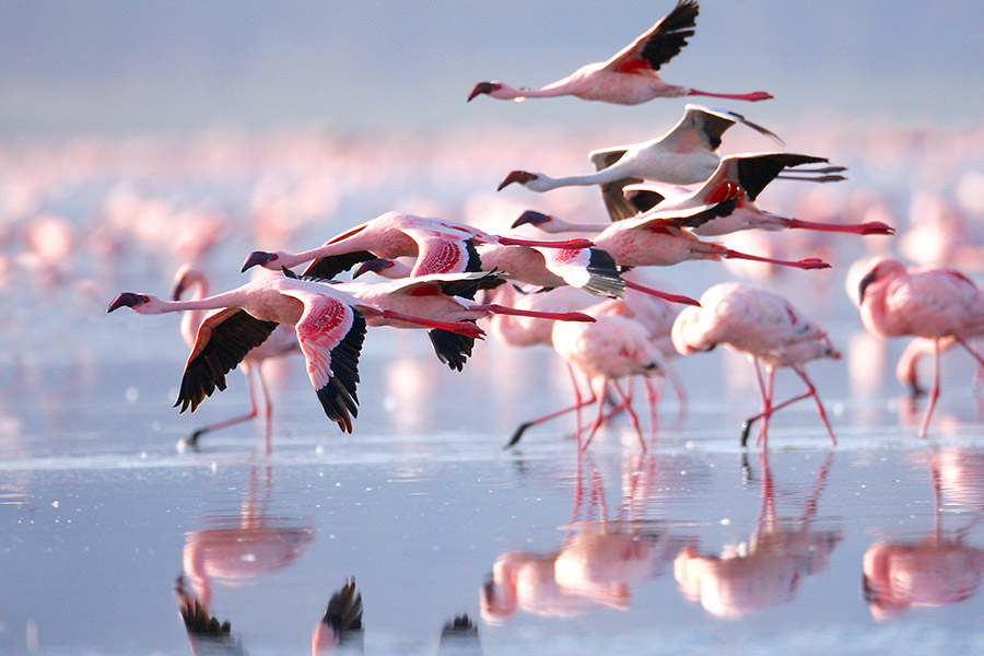 What is Lake Natron?