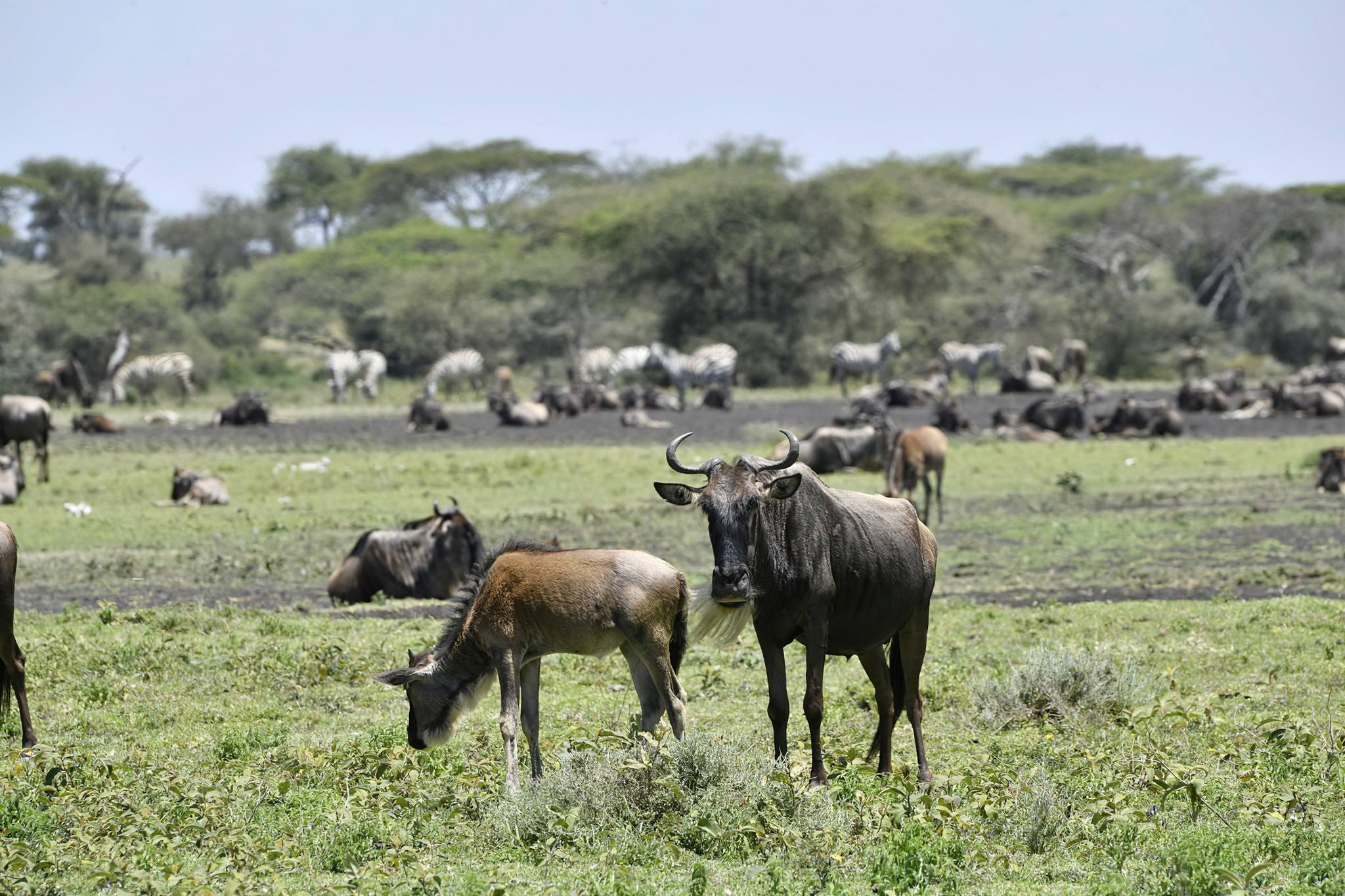 Ndutu conservation area explained 
