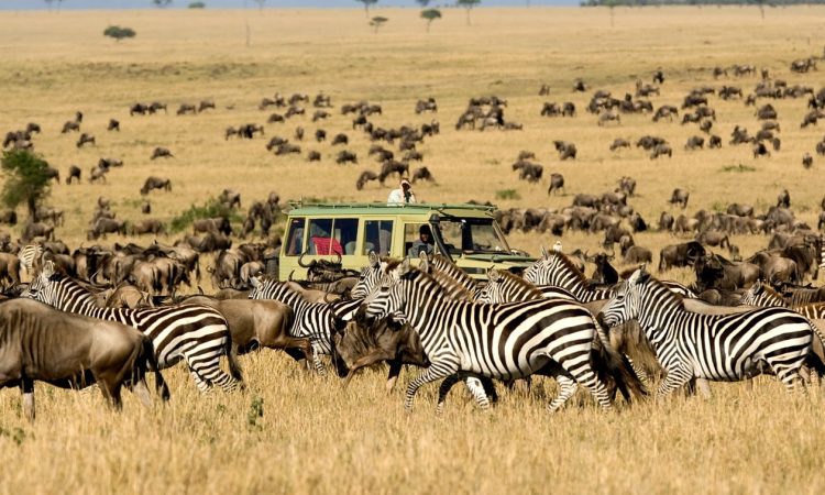 5 Days Exclusive Fly-In Safari from Zanzibar to Nyerere National Park (Selous Kulinda Camp)