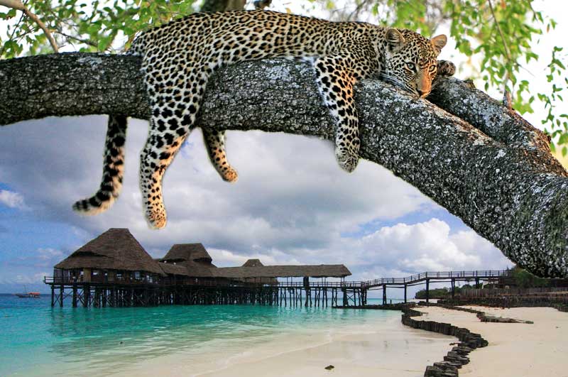 Zanzibar and luxury Tanzania safari combination